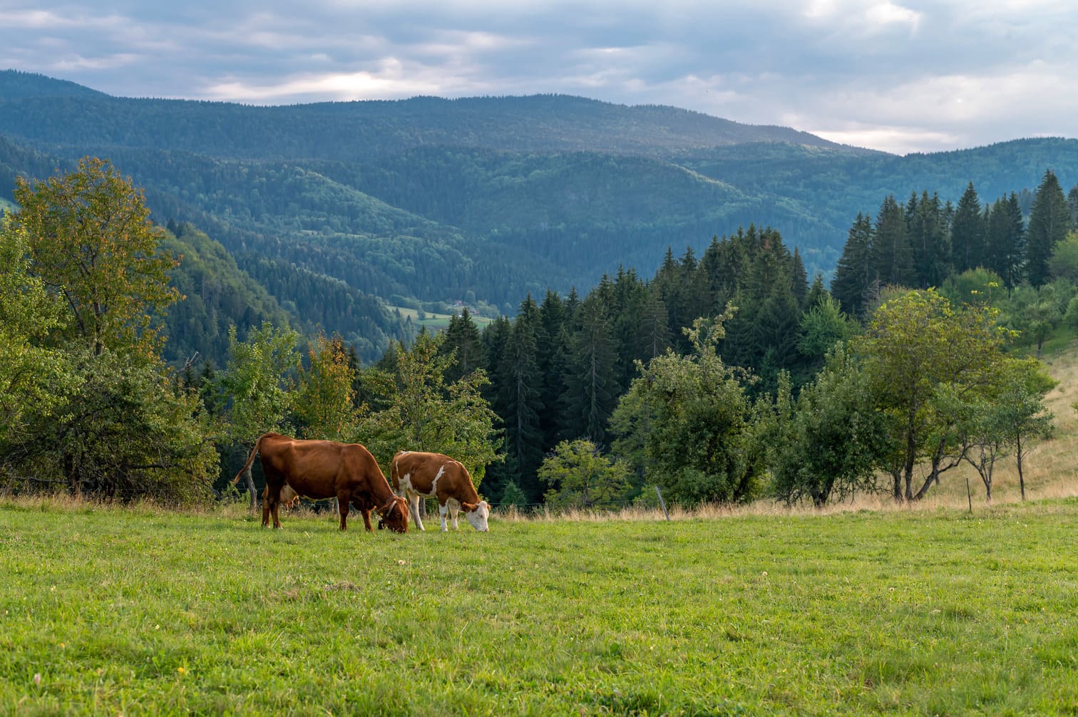 campo